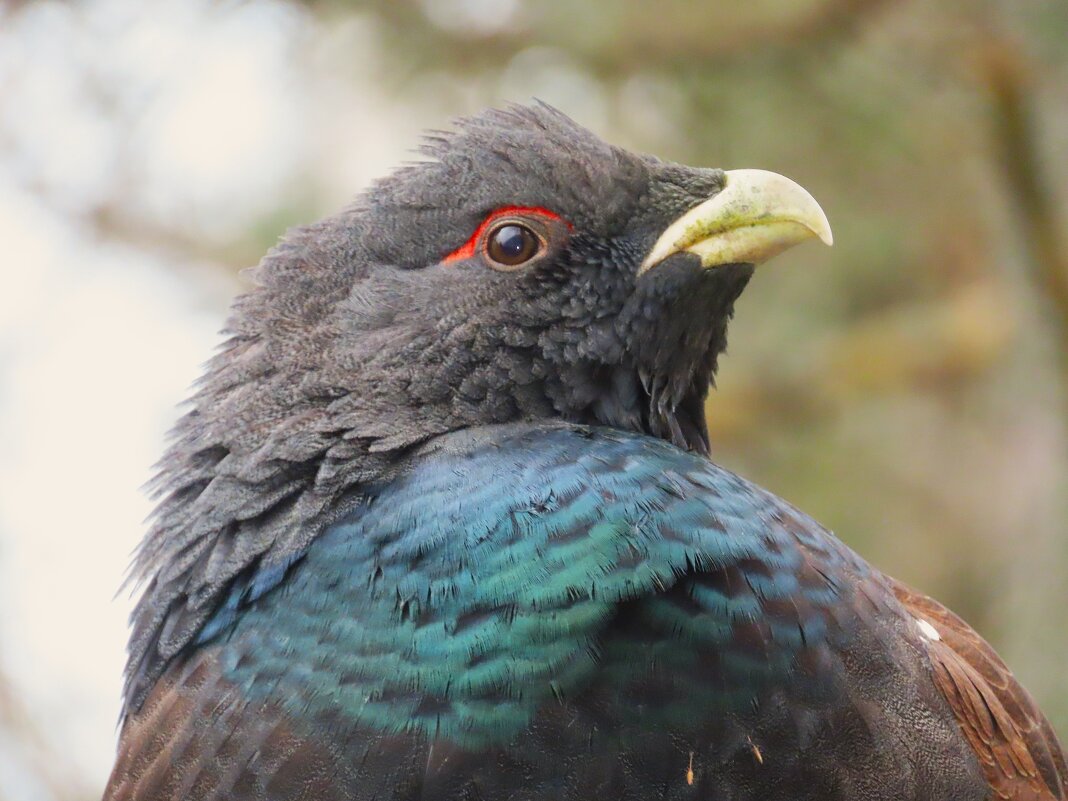 Гость нашего двора - Ольга Митрофанова