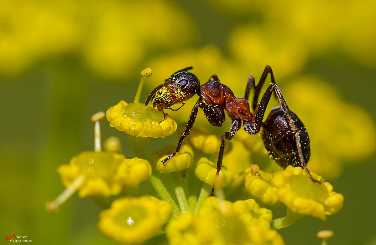 На цветке - Андрей Пристяжнюк