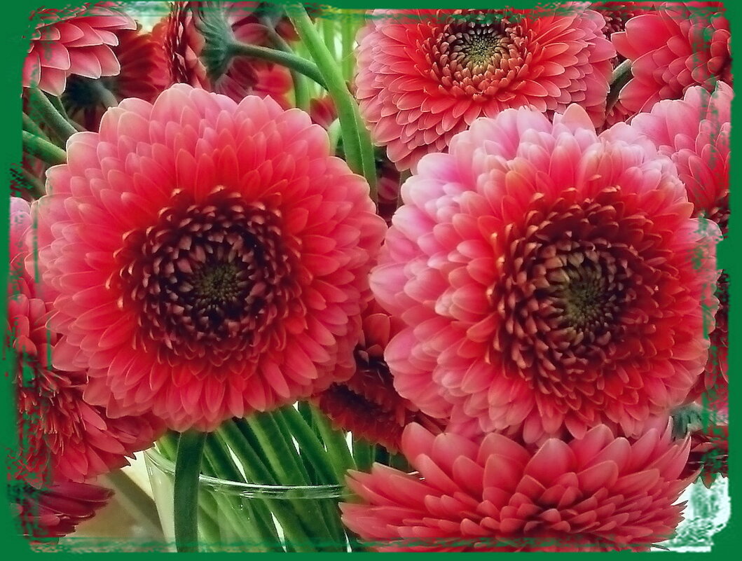 Цветок герберы — это тайна - Ольга Довженко