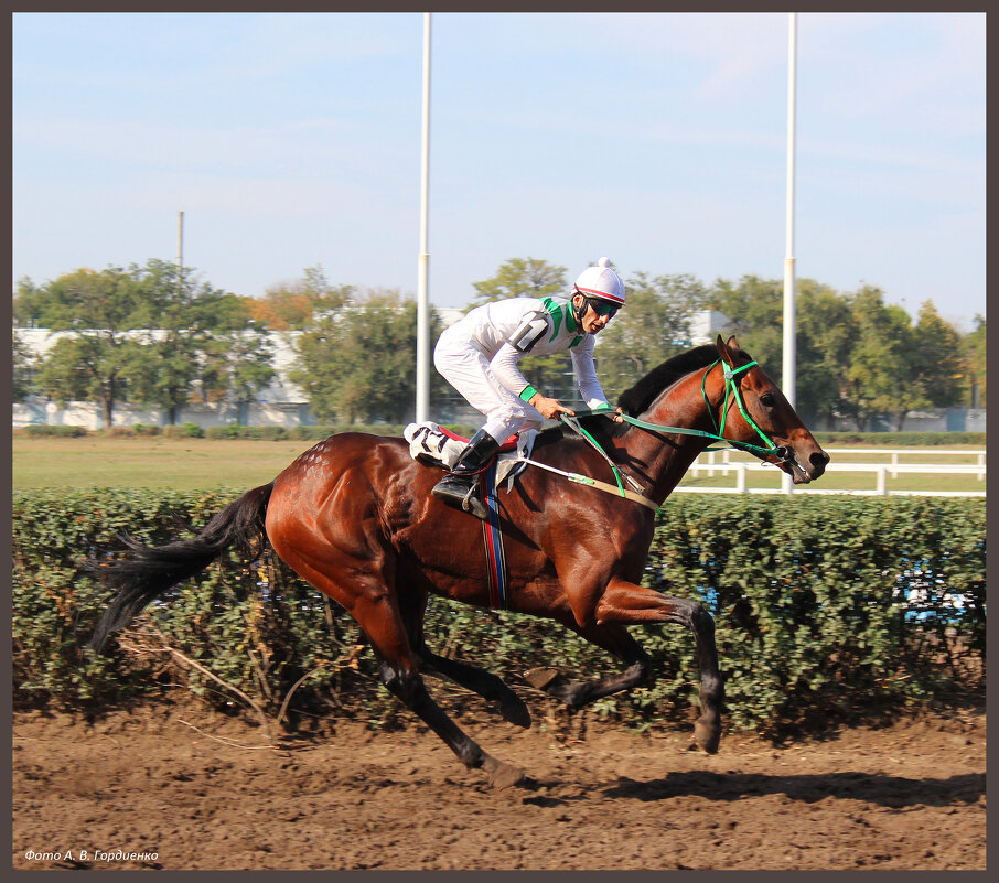 Скачки. - Александр 
