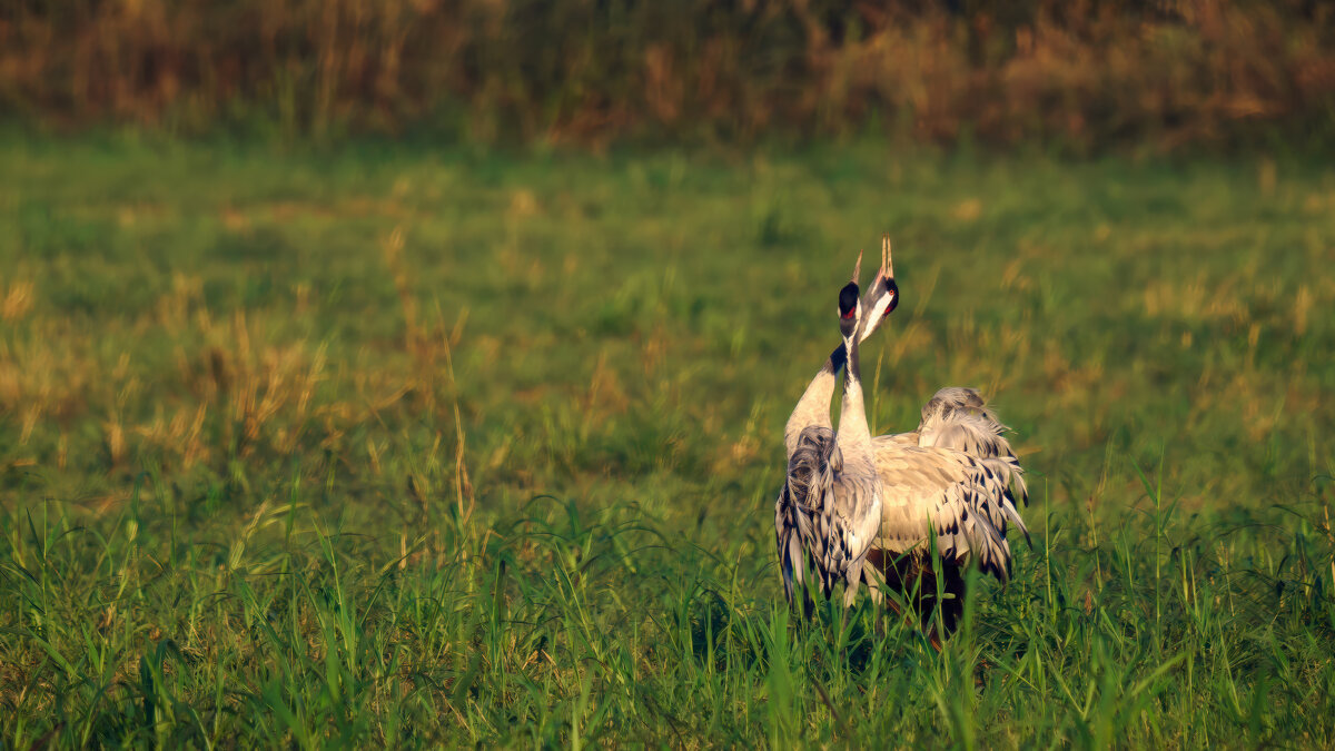 В золоте утра - svabboy photo