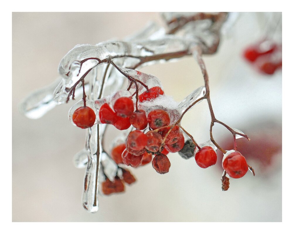 Ягодки - ZNatasha -