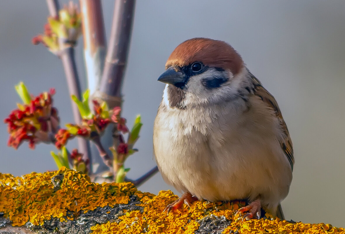 спокойное утро - Виталий Емельянов