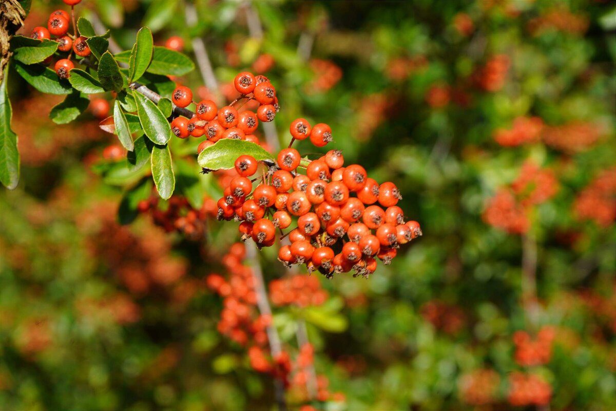 Прошедшей осени приметы - Татьяна Тюменка