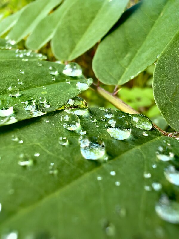 Роса - Елена 