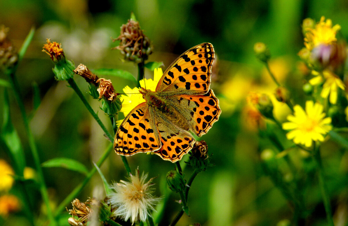 опять про бабочек...149 - Александр Прокудин опять про бабочек...149 - Александр Прокудин