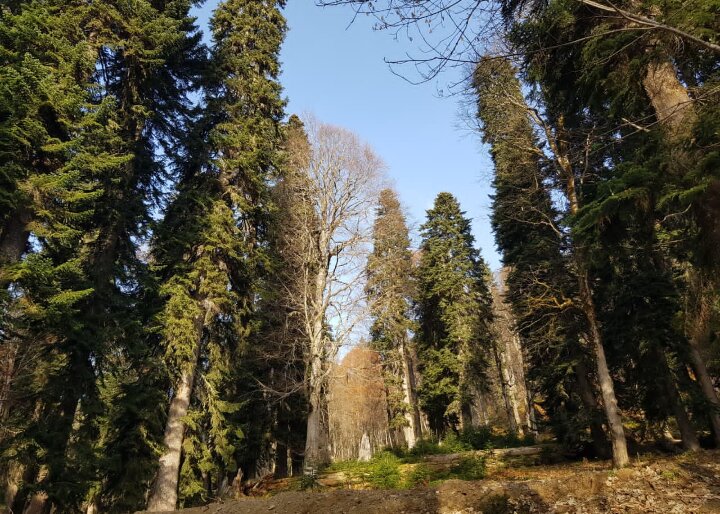 Абхазия - Tata Wolf