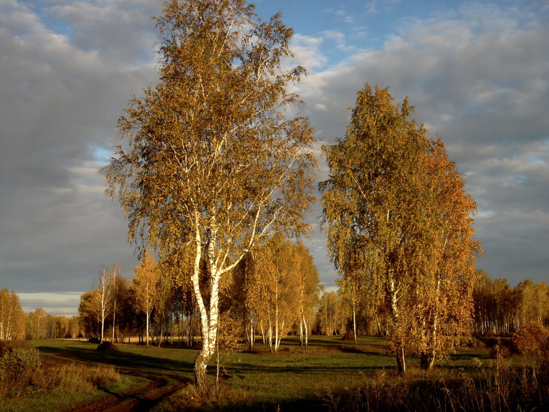 Край берёзовый, белоствольный мой, величав-красив ты любой порой. - nadyasilyuk Вознюк Край берёзовый, белоствольный мой, величав-красив ты любой порой. - nadyasilyuk Вознюк