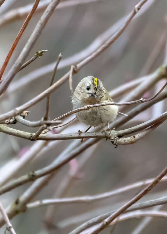 Королек - Владимир Лазарев Королек - Владимир Лазарев