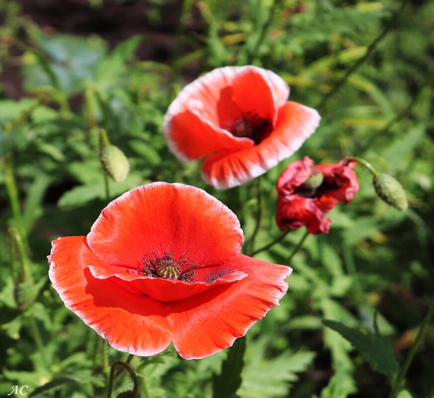 Мак - Любовь Сахарова
