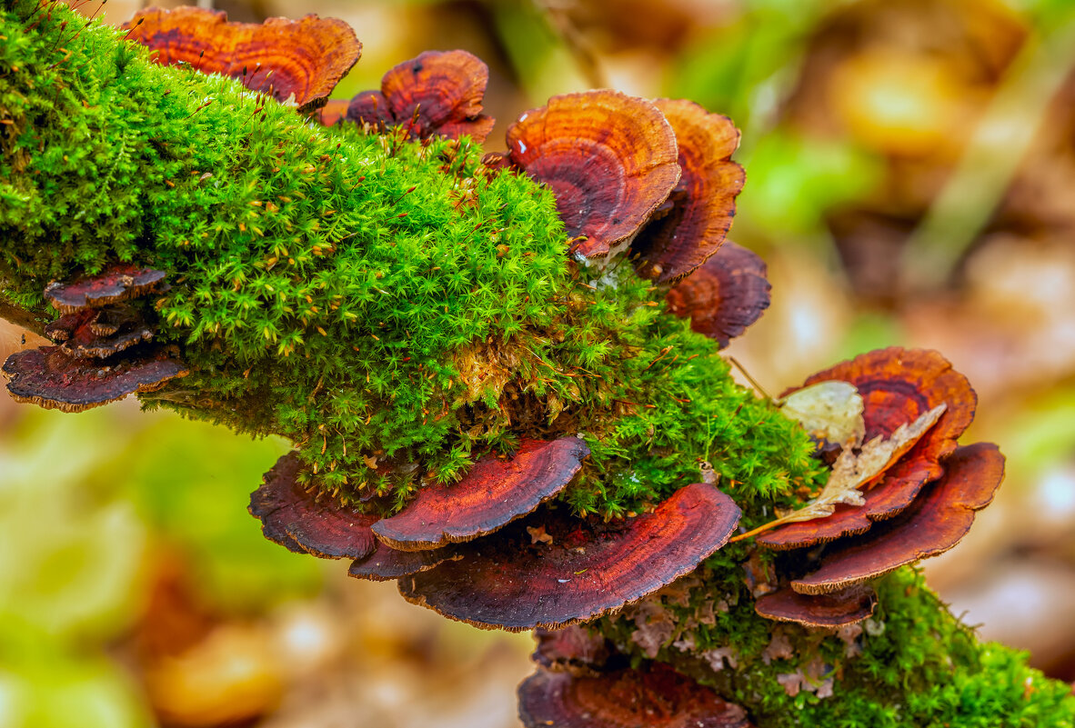 ***** - Виталий Емельянов ***** - Виталий Емельянов