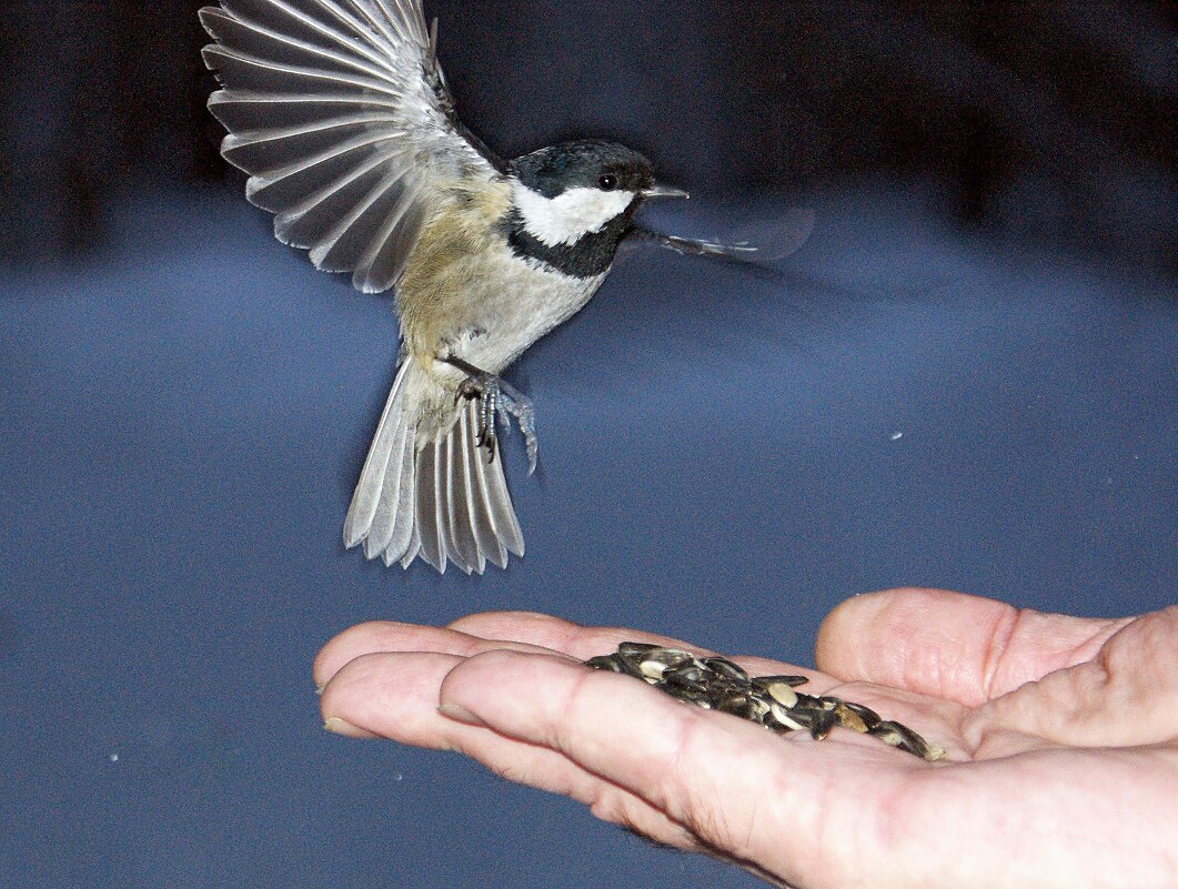 В полете - Галина Нестратова В полете - Галина Нестратова