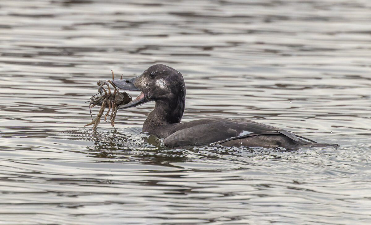 турпан. - юрий макаров турпан. - юрий макаров