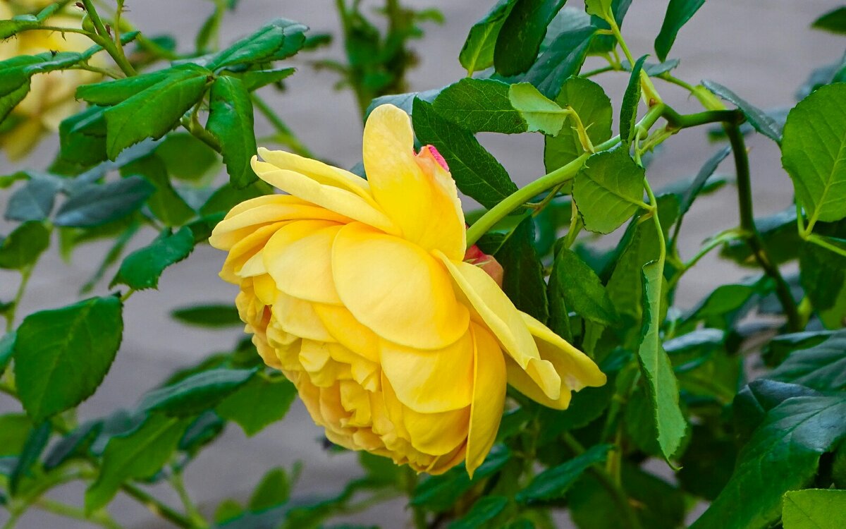 Зимой о цветах. - Милешкин Владимир Алексеевич 