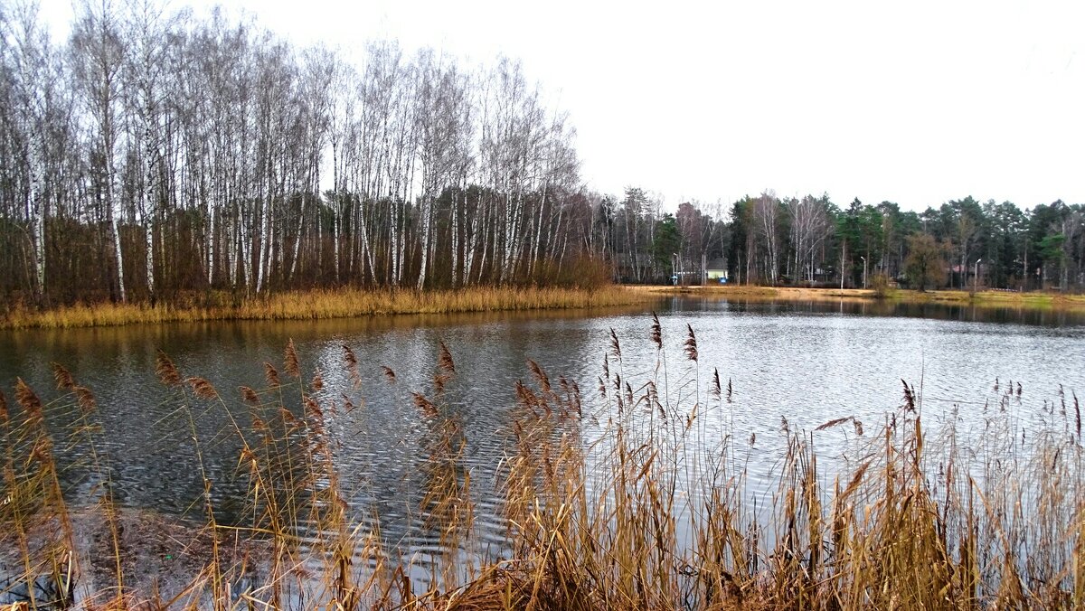 Зима в начале декабря. - Милешкин Владимир Алексеевич Зима в начале декабря. - Милешкин Владимир Алексеевич