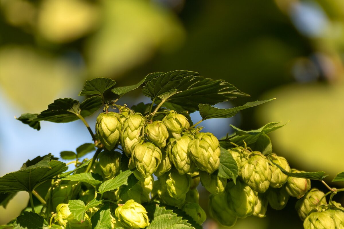 Хмель - Игорь Сикорский