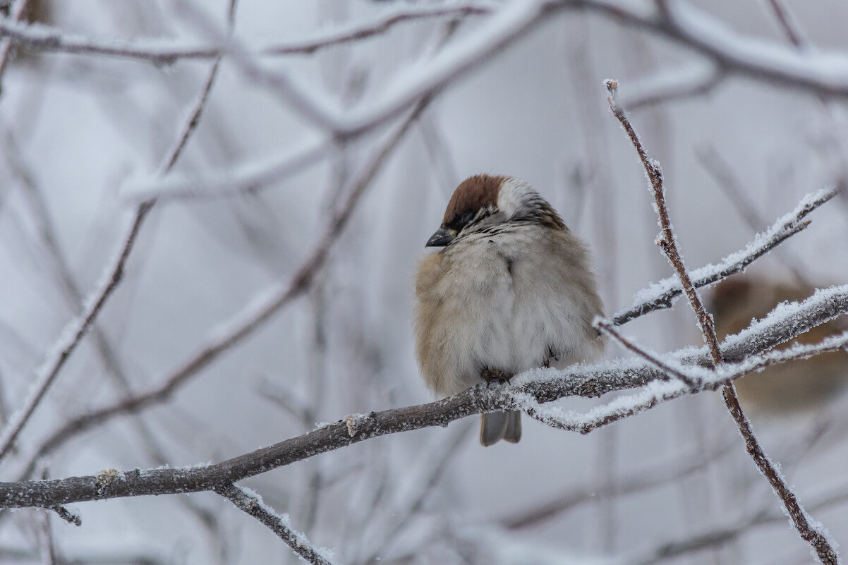 *** - Виктор Иванович Чернюк