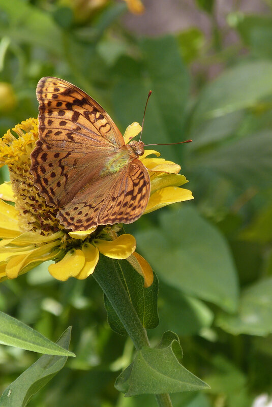 Бабочка на цветке - Валентин Семчишин Бабочка на цветке - Валентин Семчишин