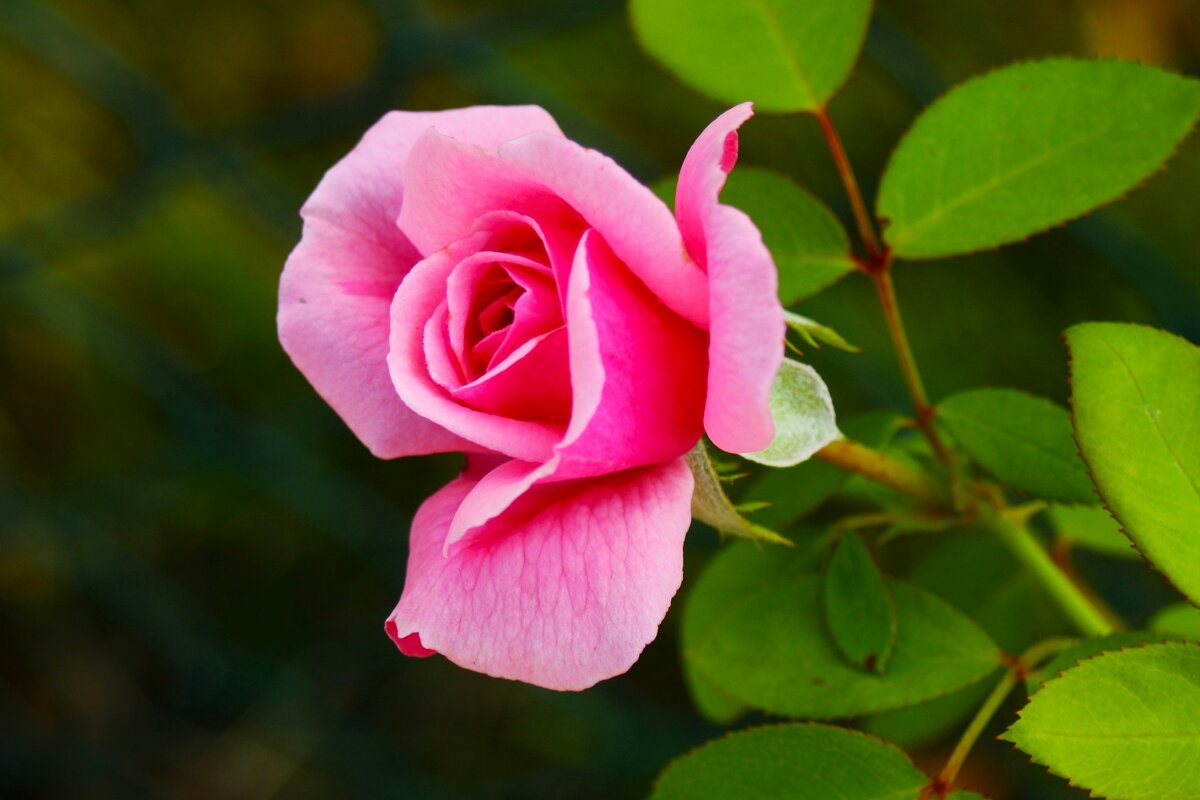 Доброе утро - Юрий. Шмаков Доброе утро - Юрий. Шмаков