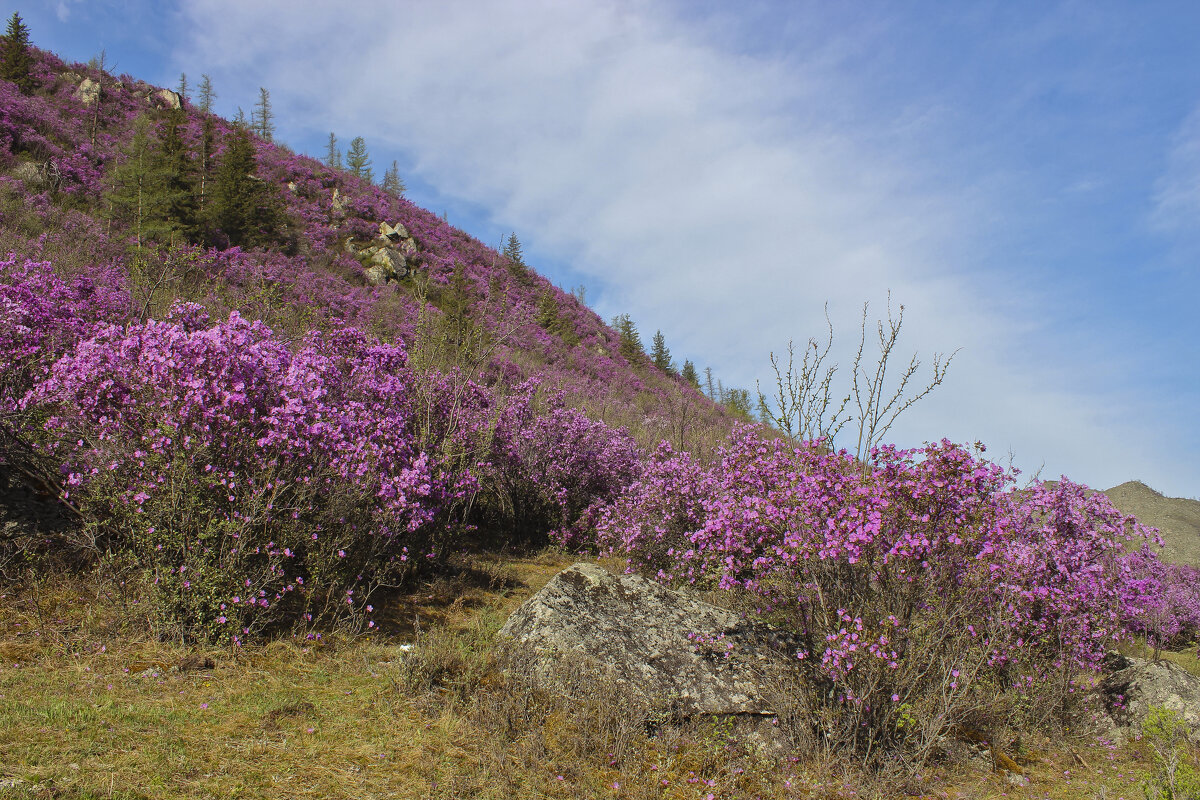 Цветение маральника в Горном Алтае - елена беликова Цветение маральника в Горном Алтае - елена беликова