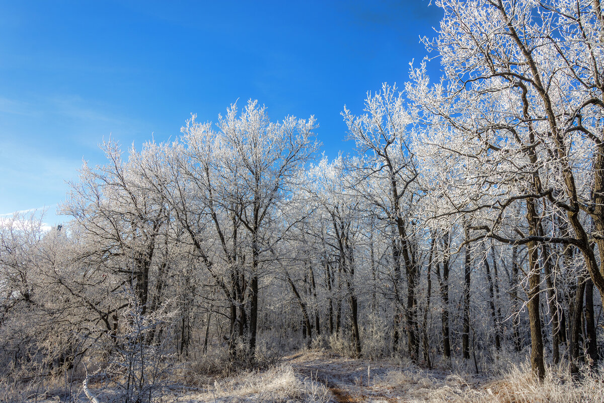 В природе нет уныния: настало время инея... - Наталья Димова В природе нет уныния: настало время инея... - Наталья Димова