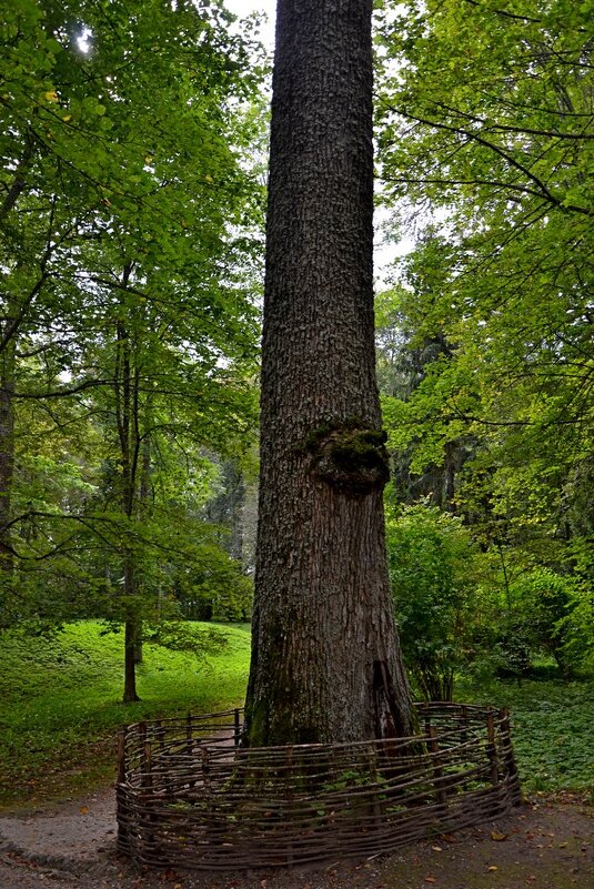 ПЕТРОВСКОЕ, вотчина Ганнибалов. - Виктор Осипчук ПЕТРОВСКОЕ, вотчина Ганнибалов. - Виктор Осипчук