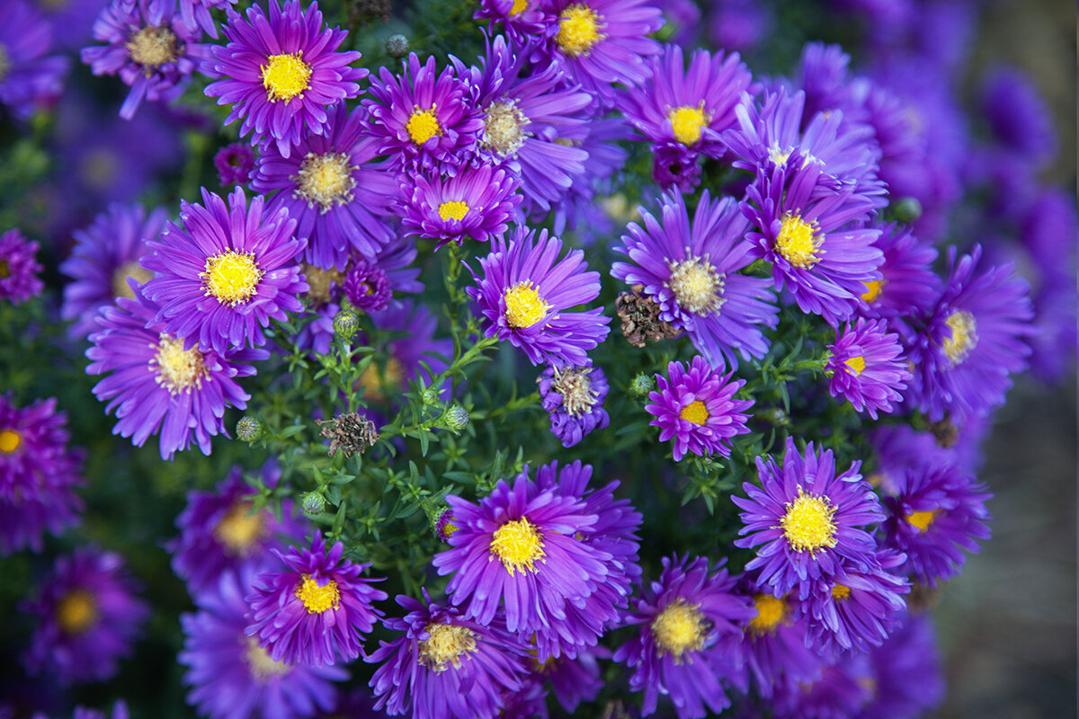 Октябрьские октябринки. - Лилия * Октябрьские октябринки. - Лилия *