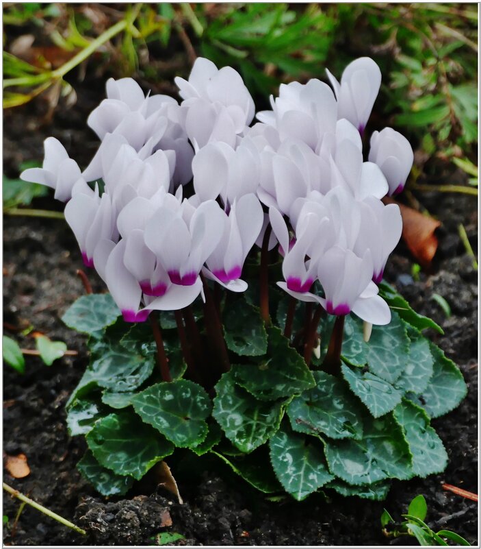 ПОДАРОК ОСЕНИ... - Elvira E. 