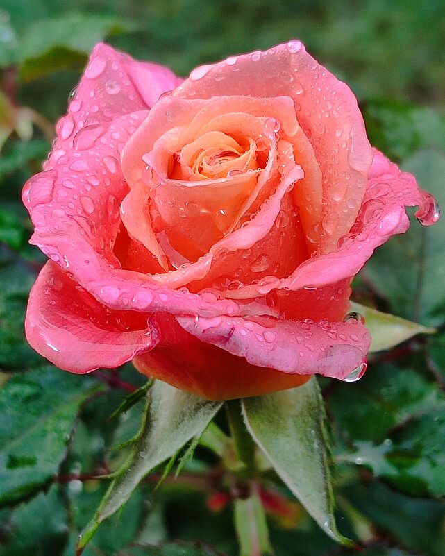 Розы декабря - Светлана Тихонина Розы декабря - Светлана Тихонина