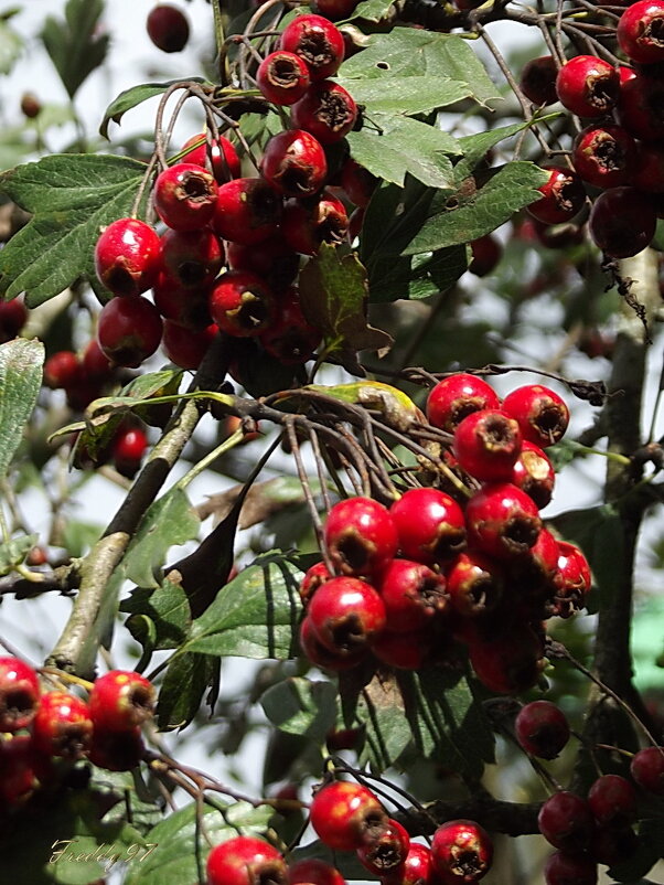 Боярышник - Freddy 97