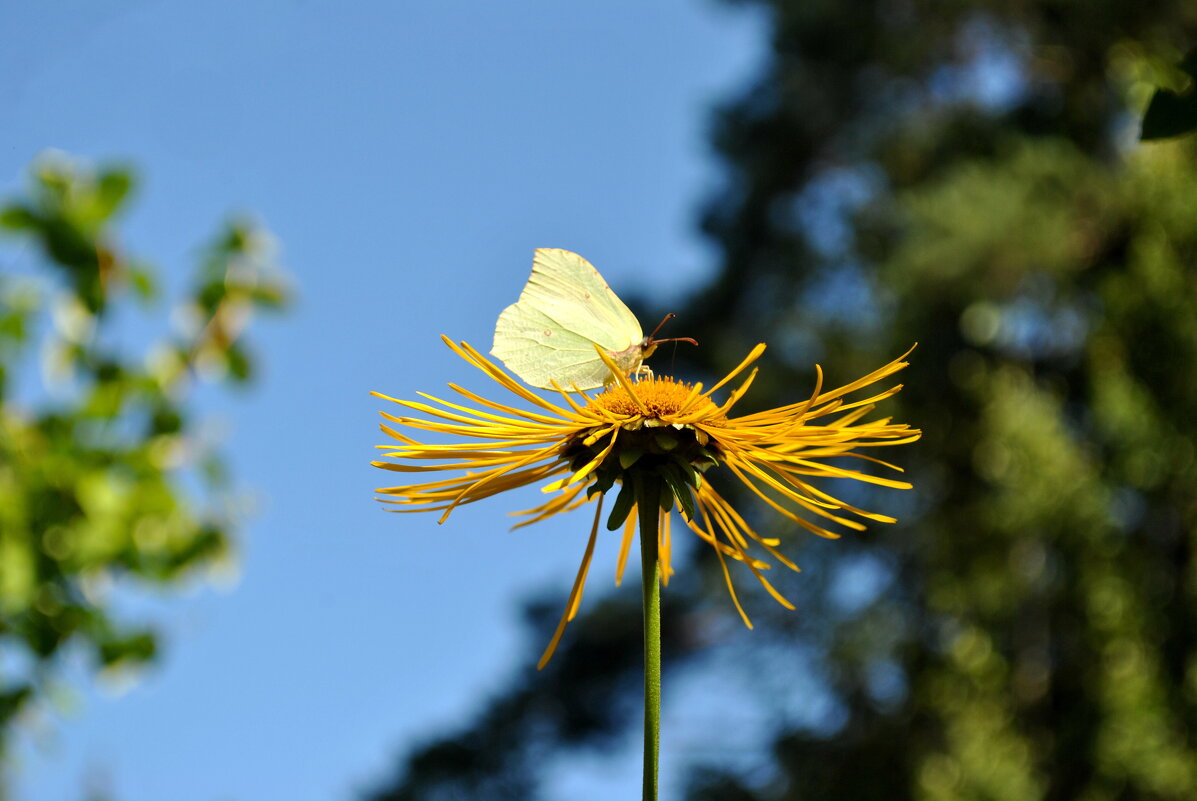 Летом - AleksSPb Лесниченко Летом - AleksSPb Лесниченко