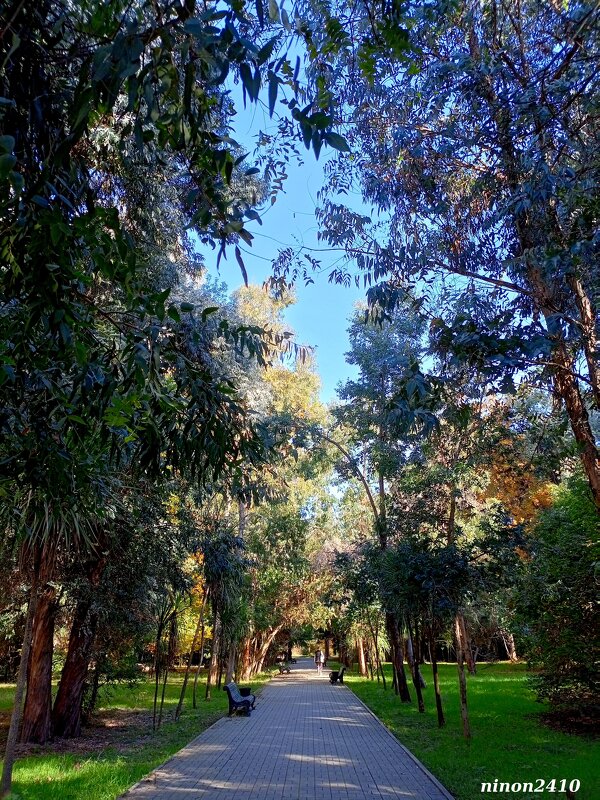 Адлер. Дендропарк "Южные культуры" - Нина Бутко Адлер. Дендропарк "Южные культуры" - Нина Бутко