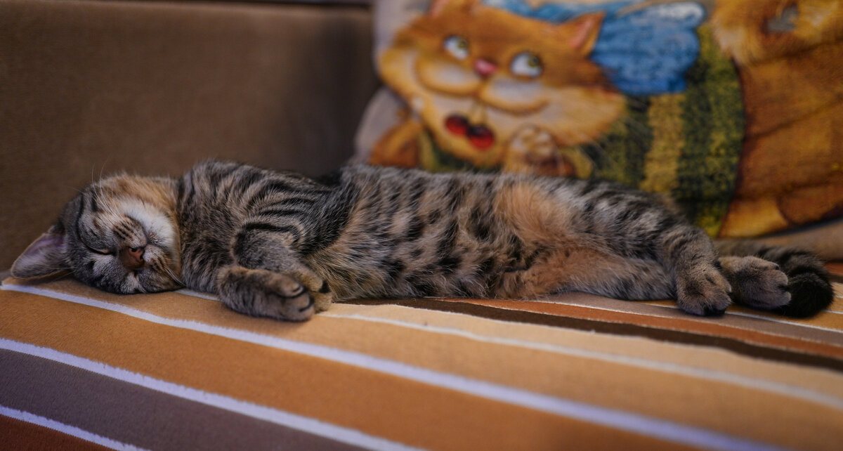 "Скумбрия" - Вадим "Скумбрия" - Вадим