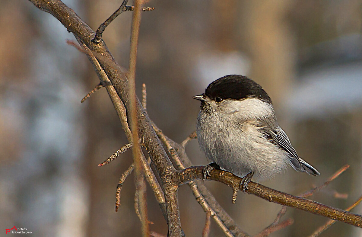 На веточке... - Андрей Пристяжнюк На веточке... - Андрей Пристяжнюк
