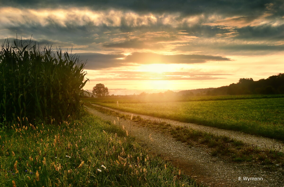 morning - Elena Wymann