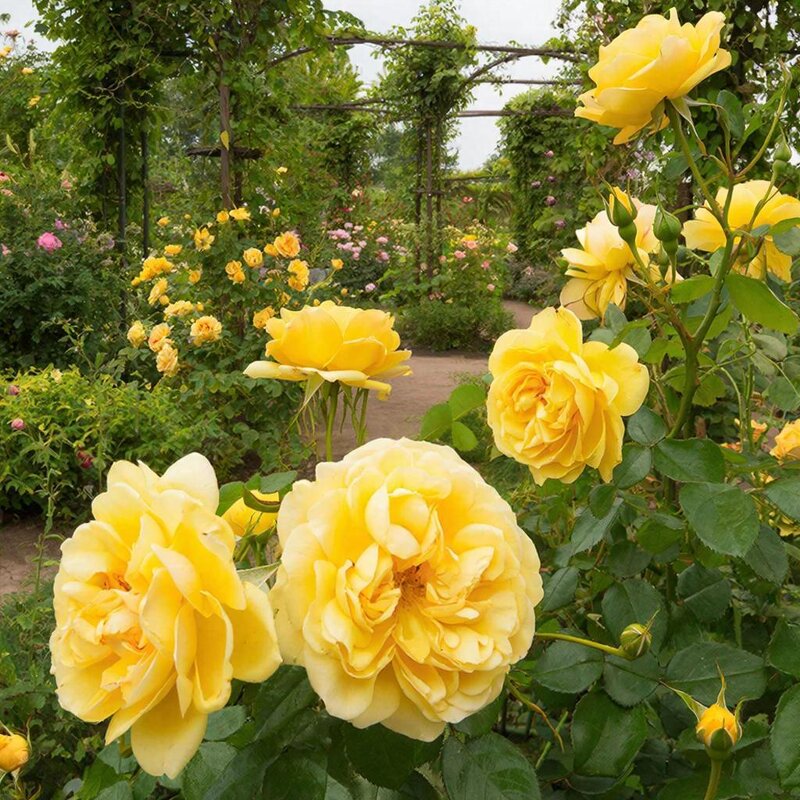 крупноцветковые сорта чайно-гибридных, парковых и плетистых роз - СЕРГЕЙ ФИЛОЧКИН