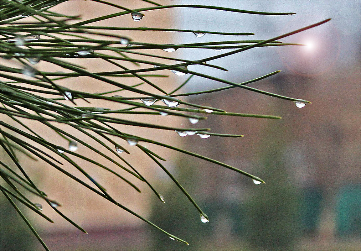 Рассыпался бисер по веткам... - Светлана Рассыпался бисер по веткам... - Светлана