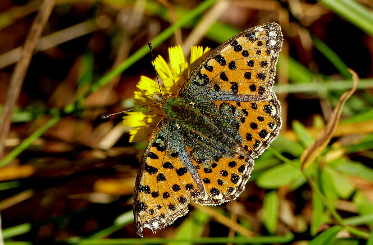 опять про бабочек...153 - Александр Прокудин опять про бабочек...153 - Александр Прокудин