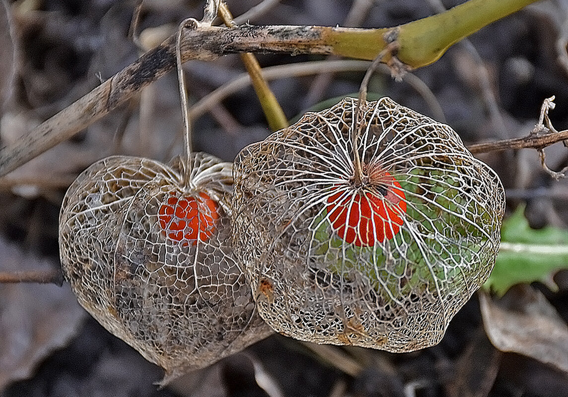 Чудесная находка! - Валентина Нефёдова Чудесная находка! - Валентина Нефёдова