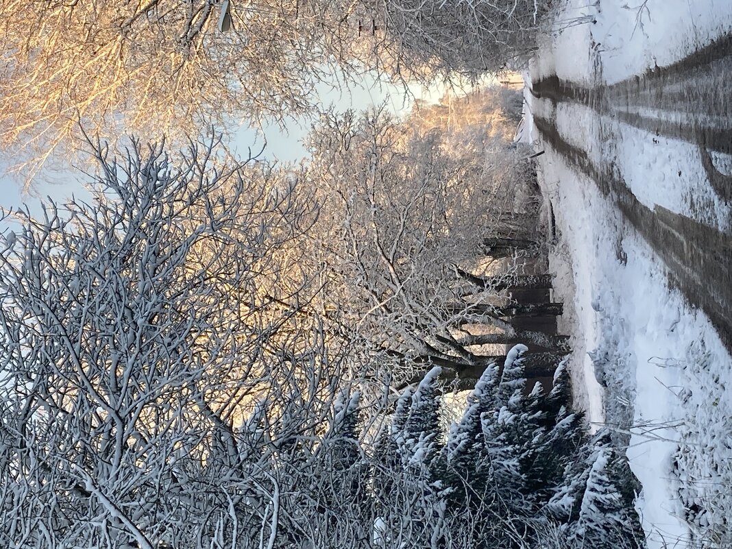 Зима - Ольга Савельева Зима - Ольга Савельева