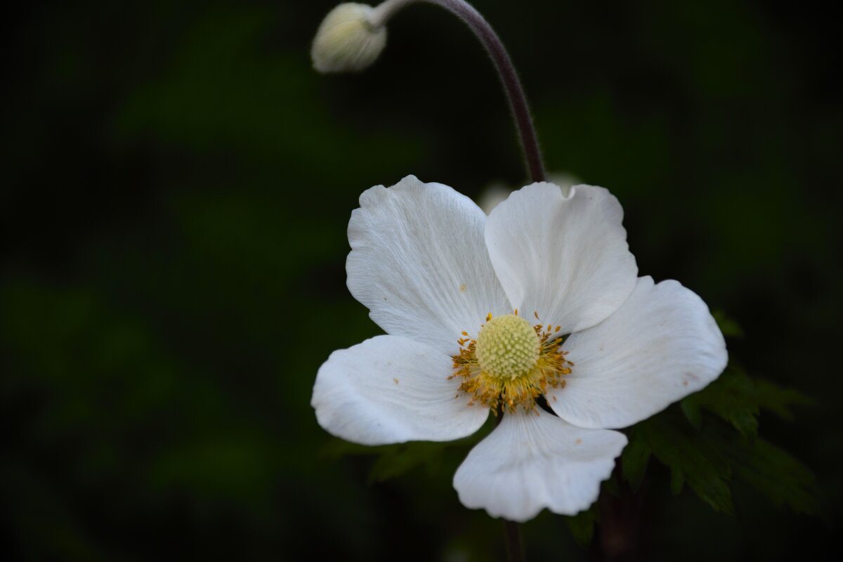 Ветреница лесная. - Юрий Полторыхин.