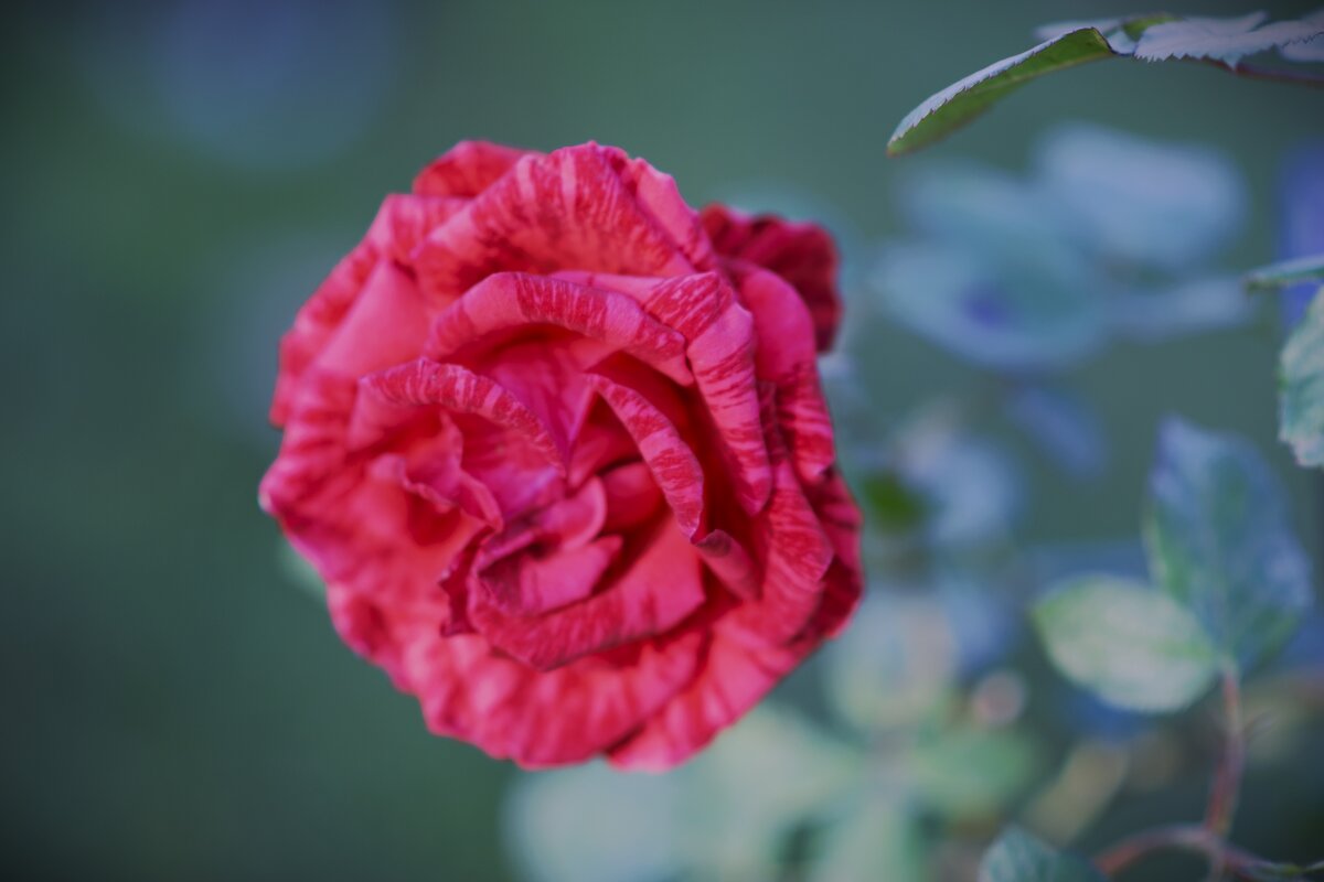 Парящая роза. - Юрий Полторыхин. Парящая роза. - Юрий Полторыхин.