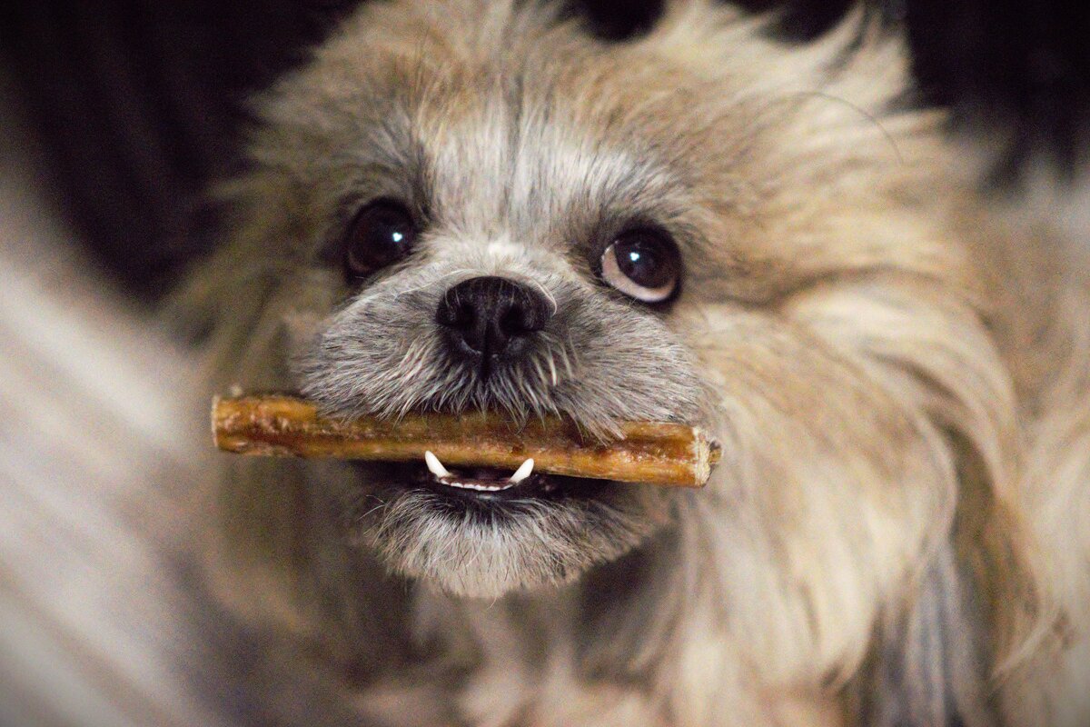 Хозяин я тебе любимую косточку принесла! Поиграй со мной! - Юрий Полторыхин. Хозяин я тебе любимую косточку принесла! Поиграй со мной! - Юрий Полторыхин.