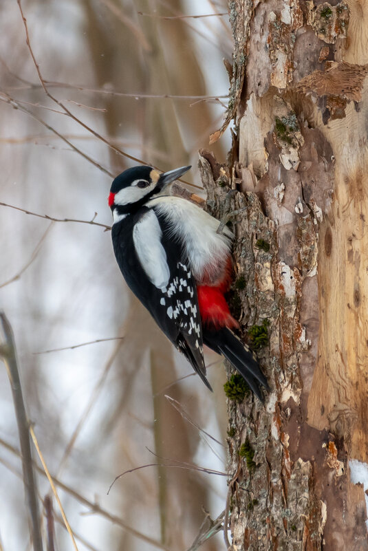 Большой пестрый дятел - Владимир Лазарев Большой пестрый дятел - Владимир Лазарев