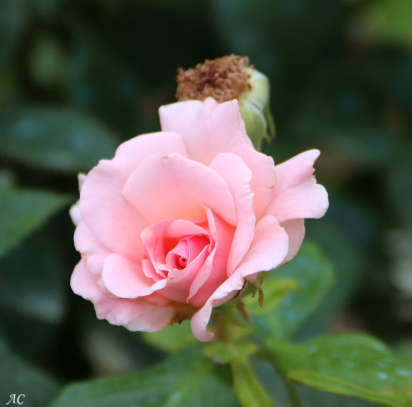 Розы,ах розы! - Любовь Сахарова