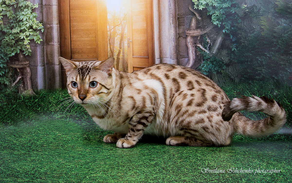 Красавчик бенгал - Светлана Ищенко Красавчик бенгал - Светлана Ищенко