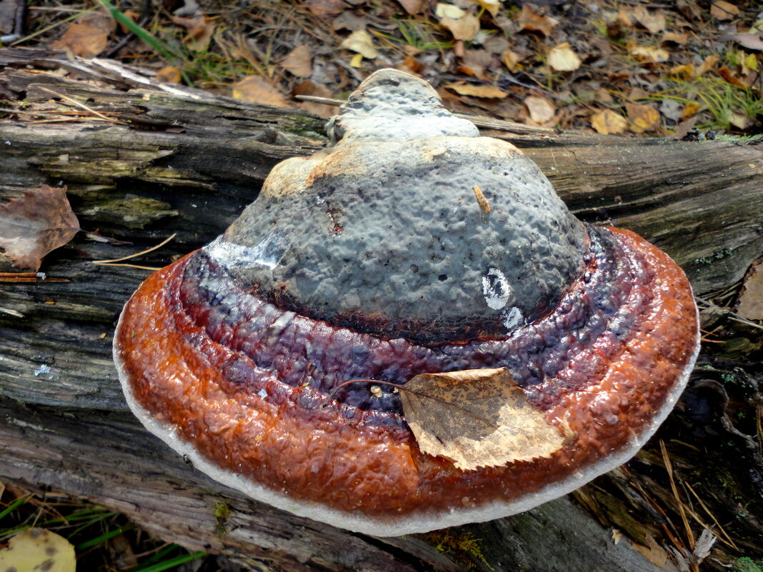 Лесная шляпка. - nadyasilyuk Вознюк Лесная шляпка. - nadyasilyuk Вознюк