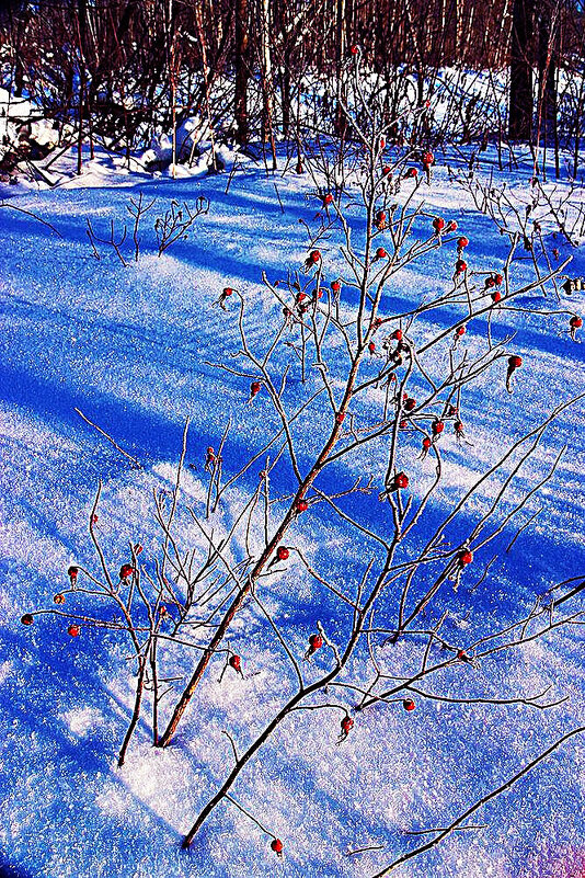 Январь.Левобережье Юганской Оби... - Владимир 