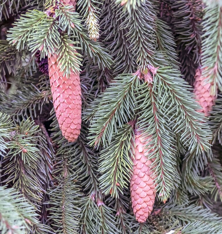 Шишечки - Валерий Иванович