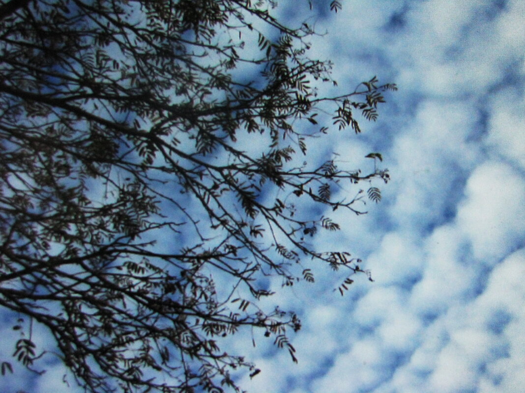 Небесная красота - Людмила Смородинская Небесная красота - Людмила Смородинская